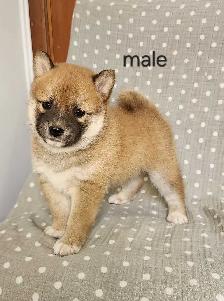 Shiba puppies