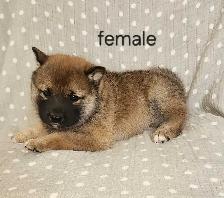 Shiba puppies - Photo 2