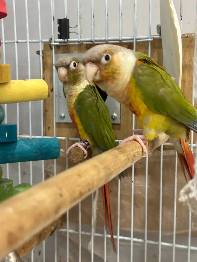 Beautiful Bonded Green Cheek Connures Pair For Sale