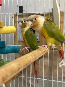 Beautiful Bonded Green Cheek Connures Pair For Sale