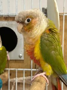 Beautiful Bonded Green Cheek Connures Pair For Sale - Photo 2
