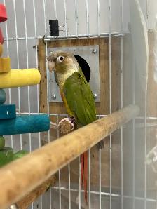 Beautiful Bonded Green Cheek Connures Pair For Sale - Photo 3