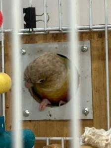 Beautiful Bonded Green Cheek Connures Pair For Sale - Photo 4