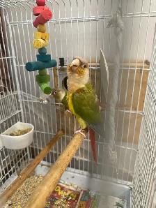 Beautiful Bonded Green Cheek Connures Pair For Sale - Photo 6