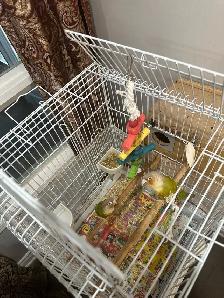 Beautiful Bonded Green Cheek Connures Pair For Sale - Photo 7
