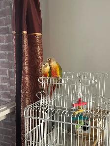 Beautiful Bonded Green Cheek Connures Pair For Sale - Photo 8