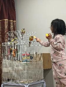 Beautiful Bonded Green Cheek Connures Pair For Sale - Photo 9