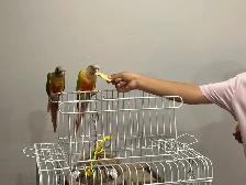 Beautiful Bonded Green Cheek Connures Pair For Sale - Photo 10