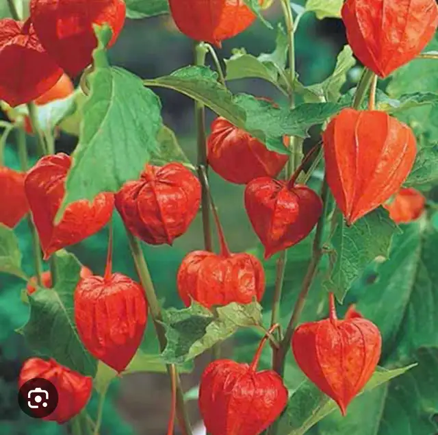 Perennial Beautiful Japanese Lantern