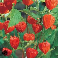 Perennial Beautiful Japanese Lantern
