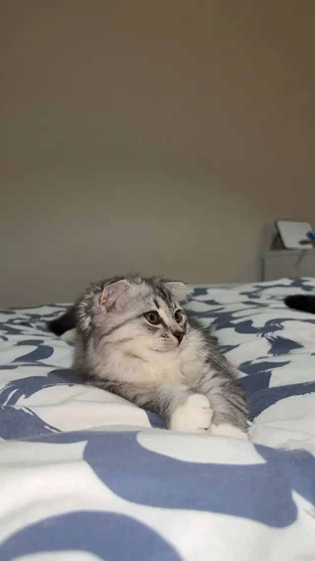 Adorable Scottish Fold kitten for Adaption