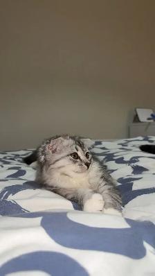 Adorable Scottish Fold kitten for Adaption