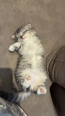 Adorable Scottish Fold kitten for Adaption - Photo 2