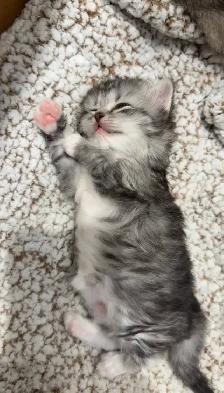 Adorable Scottish Fold kitten for Adaption - Photo 3