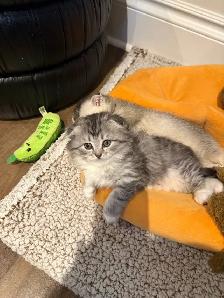 Adorable Scottish Fold kitten for Adaption - Photo 4