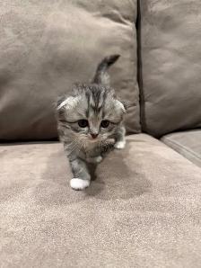 Adorable Scottish Fold kitten for Adaption - Photo 5