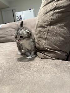 Adorable Scottish Fold kitten for Adaption - Photo 6