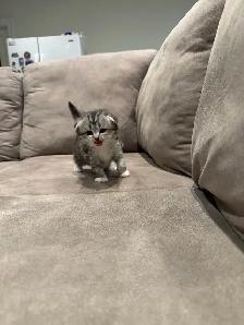 Adorable Scottish Fold kitten for Adaption - Photo 7
