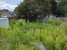 front and back grass needs to be cut same day pay
