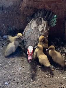 Muscovy ducklings