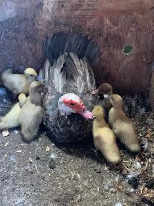 Muscovy ducklings - Photo 2