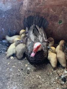 Muscovy ducklings - Photo 3