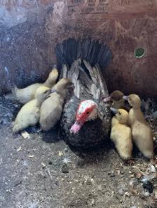 Muscovy ducklings - Photo 4