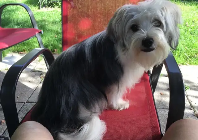 Chiot à vendre, opéré et vacciné 200$