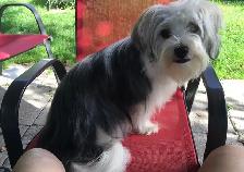 Chiot à vendre, opéré et vacciné 200$
