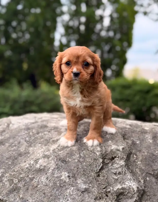 Ruby Cavalier King Charles Spaniel