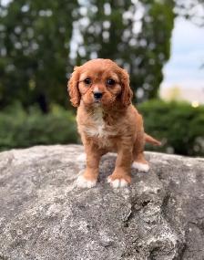 Ruby Cavalier King Charles Spaniel