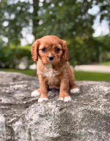 Ruby Cavalier King Charles Spaniel - Photo 2