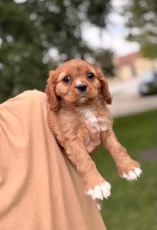 Ruby Cavalier King Charles Spaniel - Photo 3