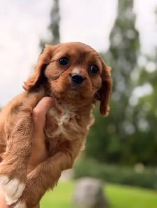 Ruby Cavalier King Charles Spaniel - Photo 4
