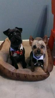 HOME BASED PROFESSIONAL DOG AND CAT GROOMER - Photo 2