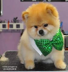HOME BASED PROFESSIONAL DOG AND CAT GROOMER - Photo 3