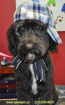 HOME BASED PROFESSIONAL DOG AND CAT GROOMER - Photo 5