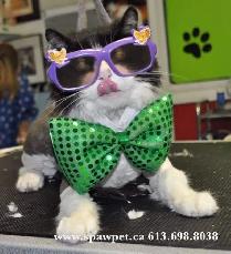 HOME BASED PROFESSIONAL DOG AND CAT GROOMER - Photo 6
