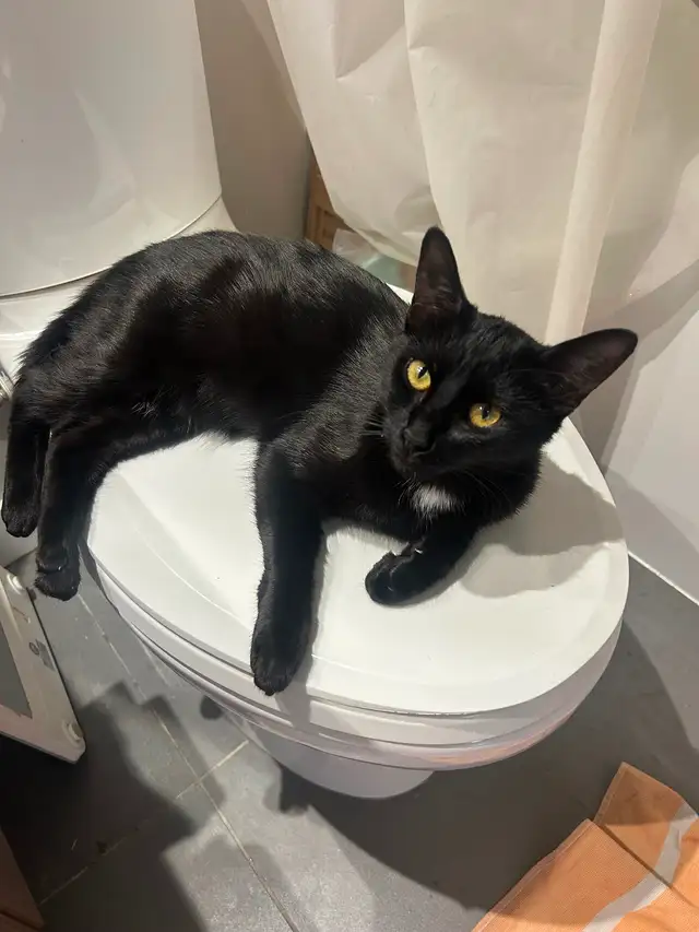 Adorable & Adventurous 7-Month-Old Kitten