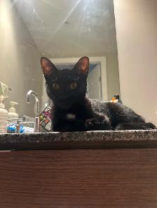 Adorable & Adventurous 7-Month-Old Kitten - Photo 2