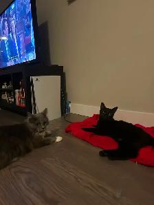 Adorable & Adventurous 7-Month-Old Kitten - Photo 3