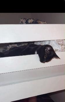 Adorable & Adventurous 7-Month-Old Kitten - Photo 4