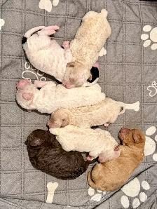 mini Goldendoodle