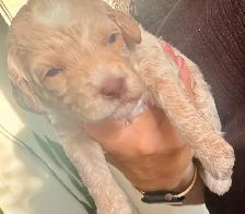 mini Goldendoodle - Photo 2