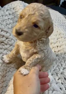 mini Goldendoodle - Photo 3