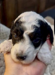 mini Goldendoodle - Photo 4