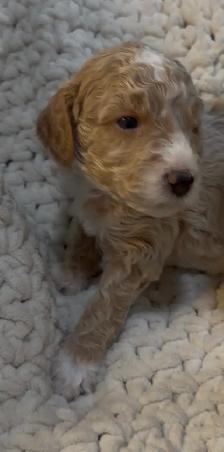 mini Goldendoodle - Photo 5