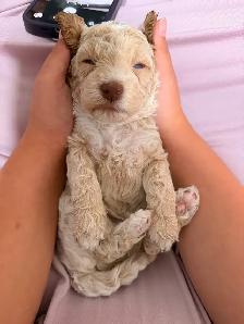 mini Goldendoodle - Photo 6
