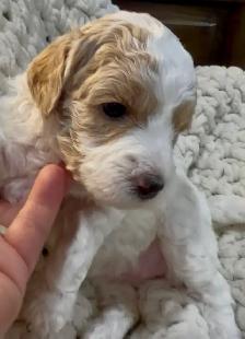 mini Goldendoodle - Photo 7