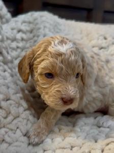 mini Goldendoodle - Photo 8